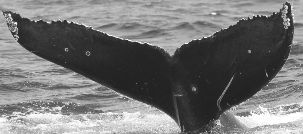 Fluke of CRC-15778