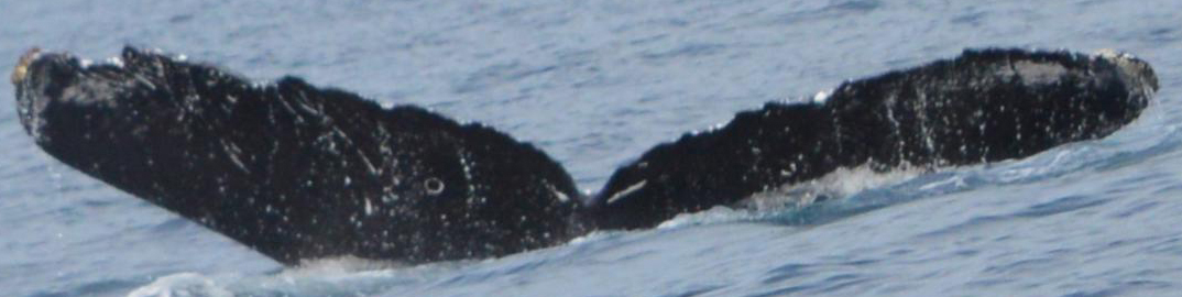 Fluke of CRC-11622