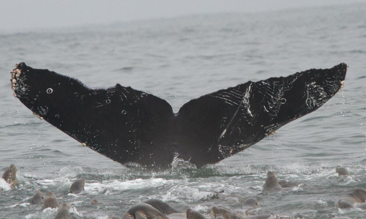 Fluke of Wings