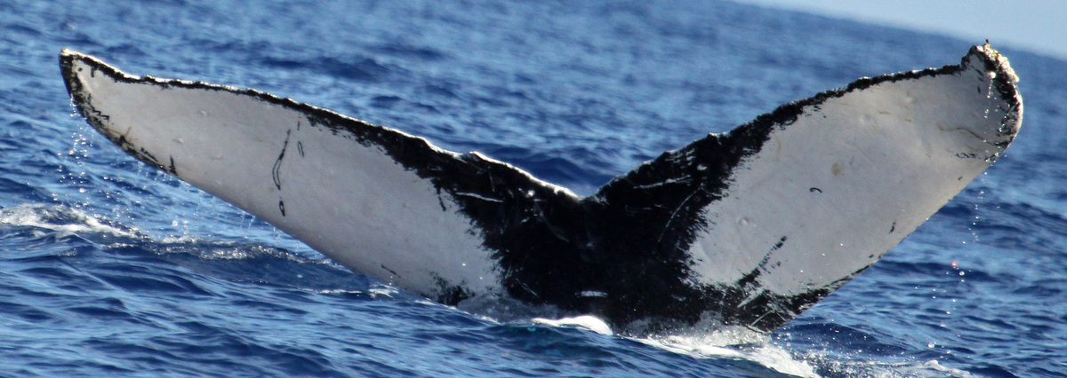 Fluke of HW-MN0443890