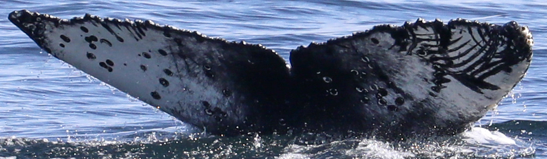 Fluke of CRC-21399