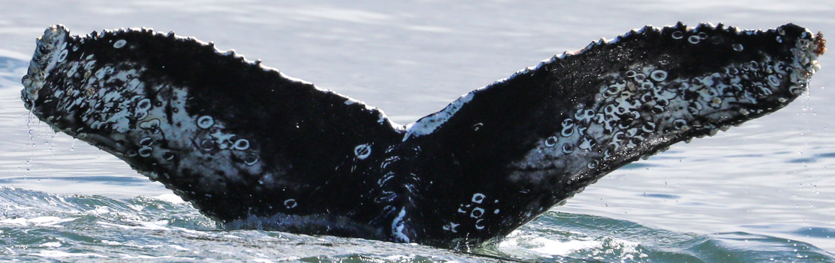 Fluke of Heart Attack (Monterey Bay)