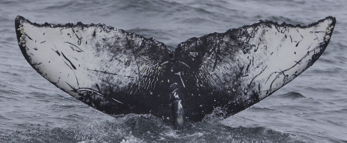 Fluke of Pacificaro GCNC (California)