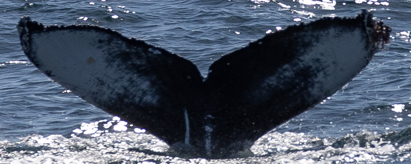 Fluke of CRC-21405