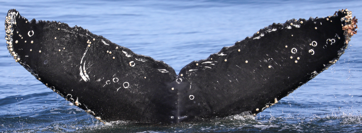 Fluke of Tillermoon (California)