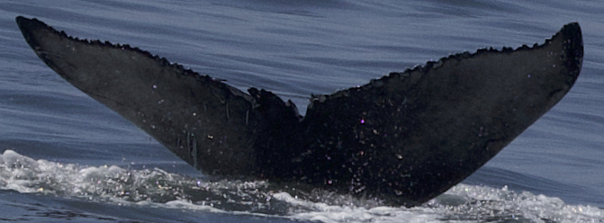 Fluke of CRC-21410
