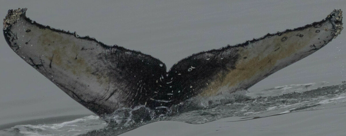 Fluke of CRC-21411
