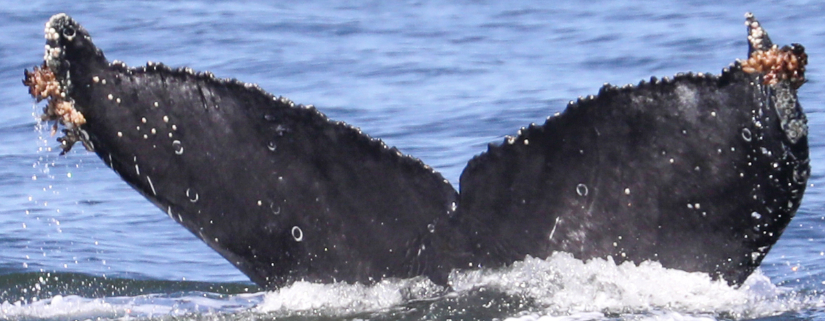 Fluke of Splatterhorn (TMMC)