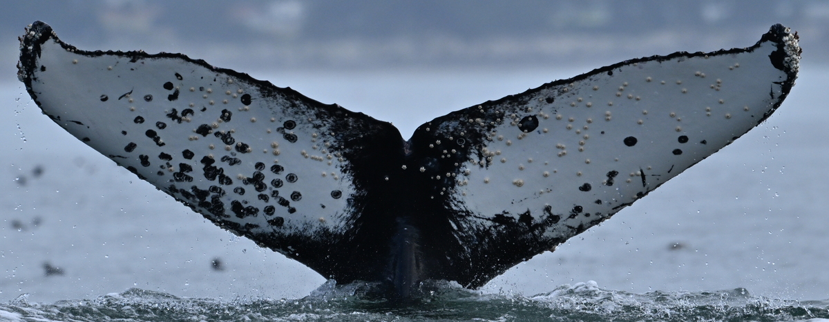 Fluke of Graybo (California)