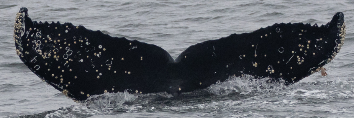 Fluke of CRC-21418