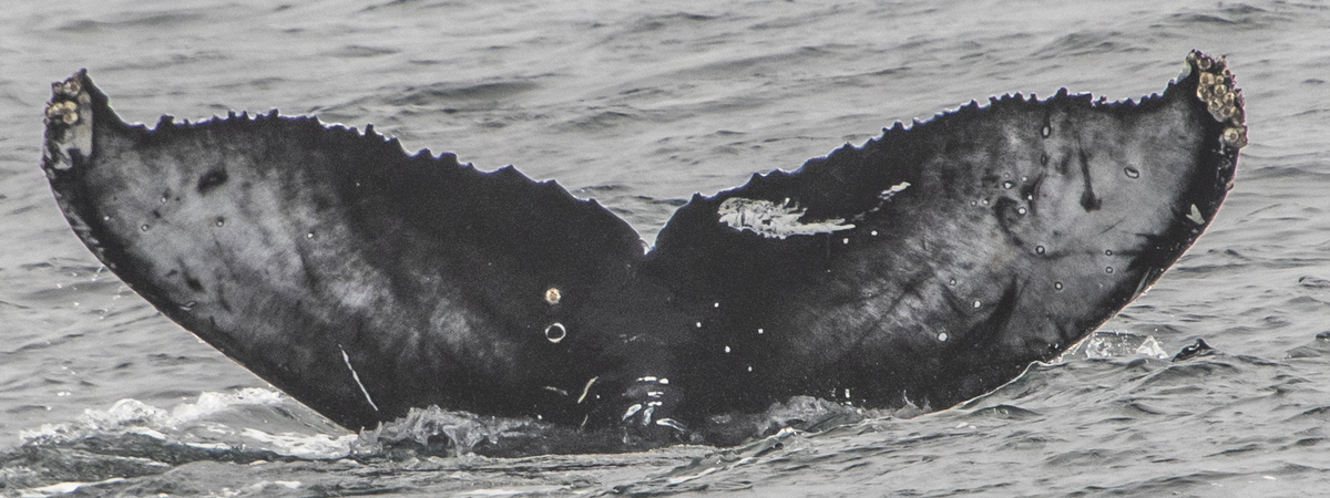 Fluke of CRC-21419