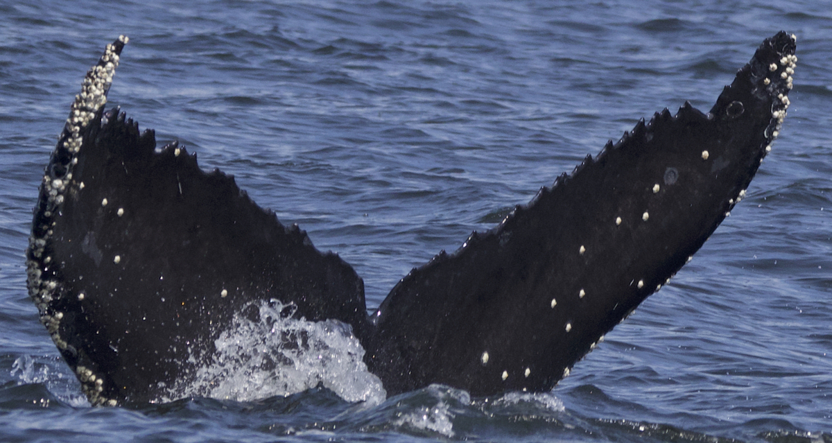 Fluke of CRC-21421