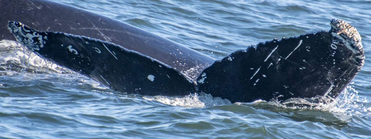 Fluke of CRC-21423