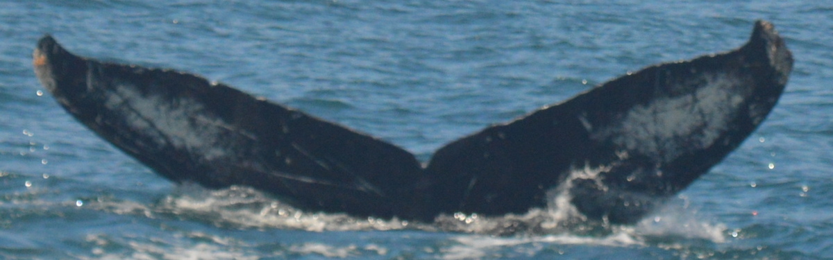 Fluke of CRC-21180