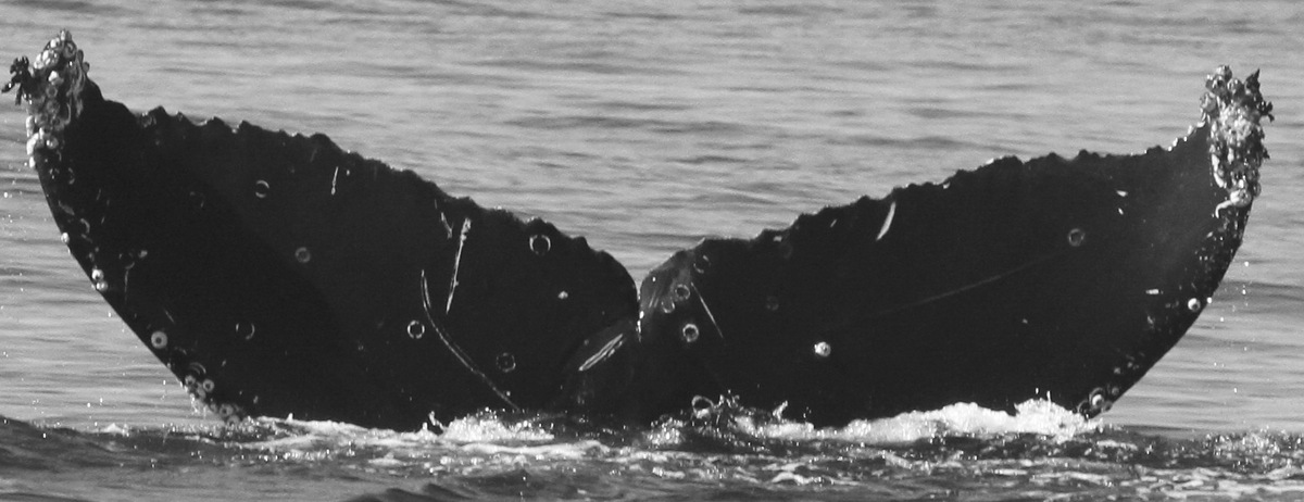 Fluke of Choupique (TMMC)