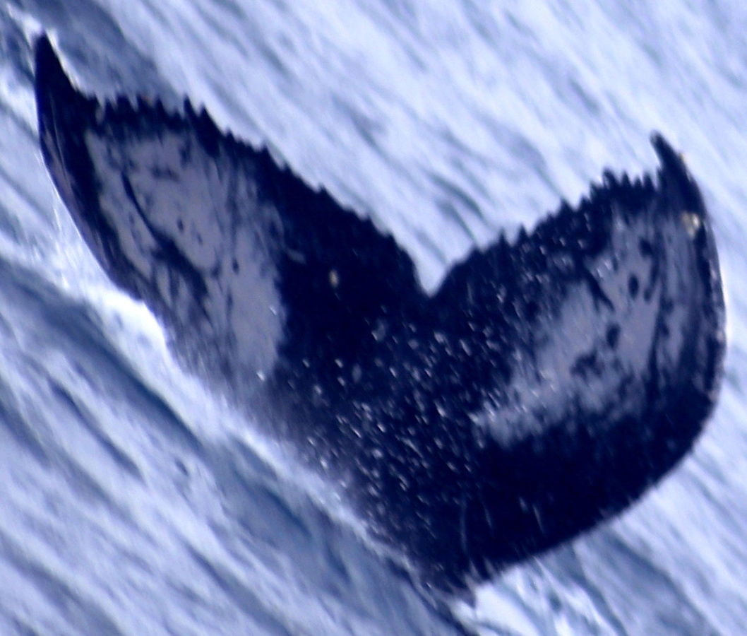 Fluke of PWF-EC_4915
