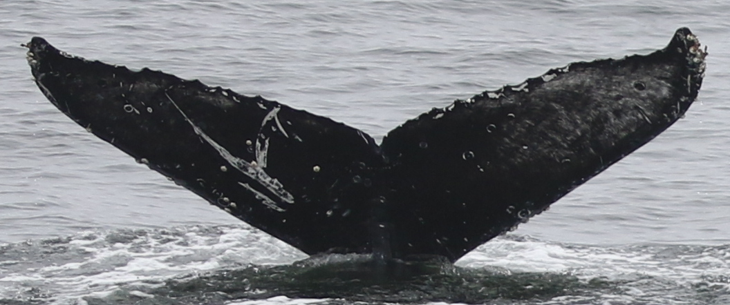 Fluke of CRC-21433