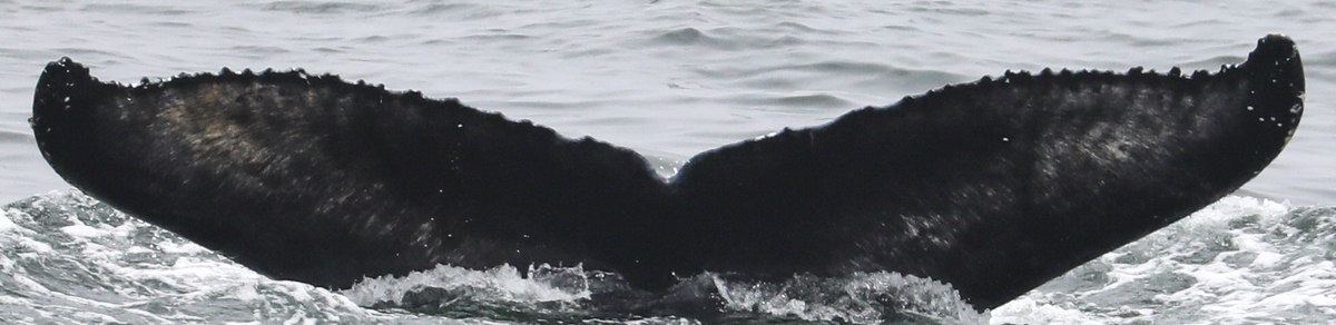 Fluke of CRC-21176