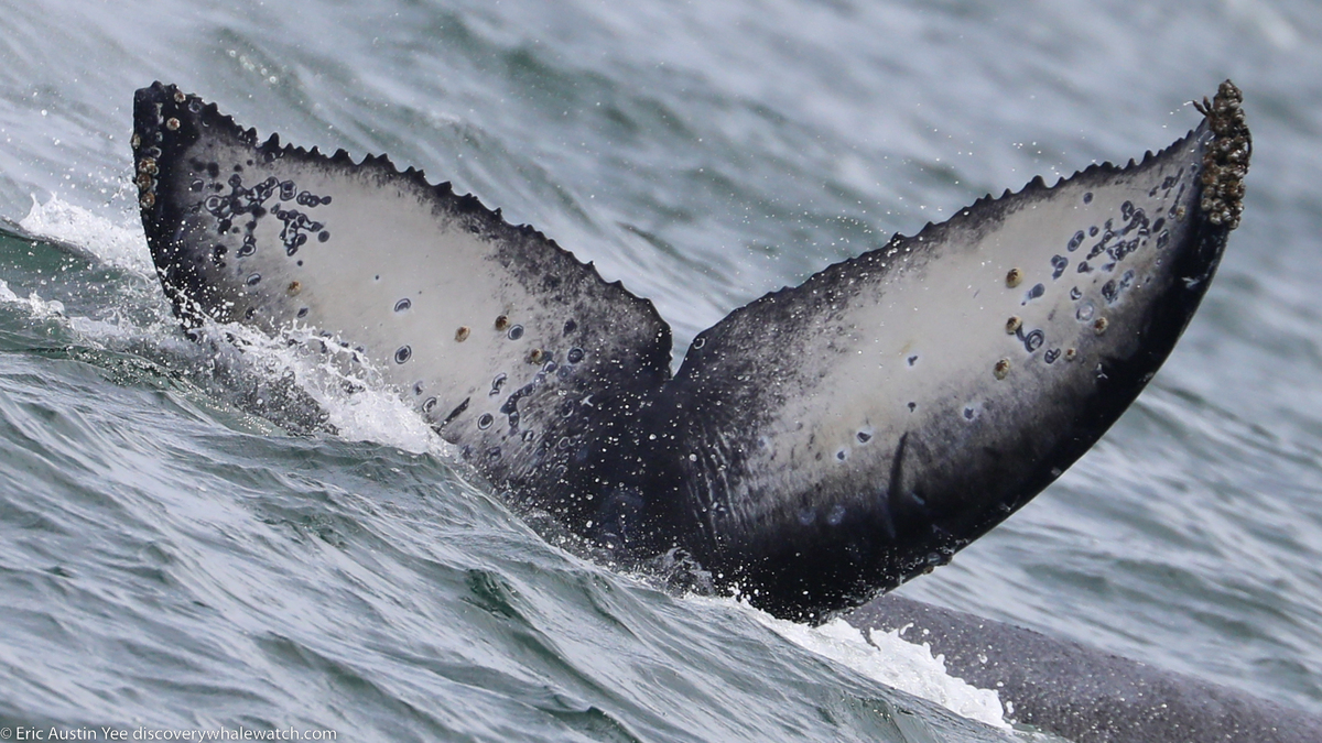 Fluke of CRC-21436