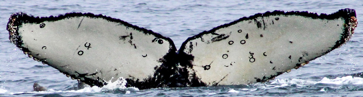 Fluke of Finley (Pismo Beach)