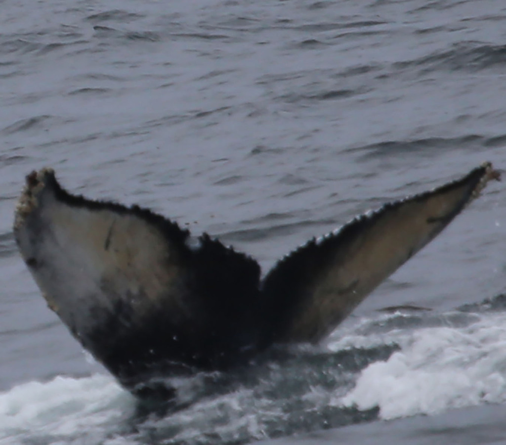 Fluke of TDI-24715
