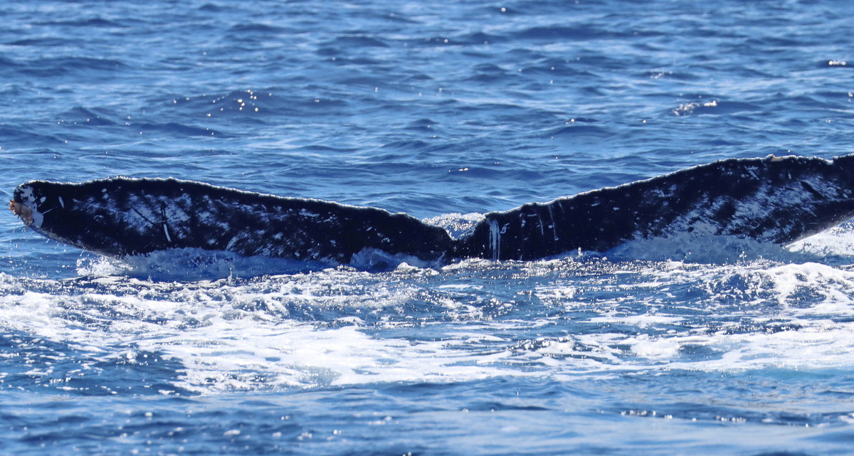 Fluke of PWF-NP_6510