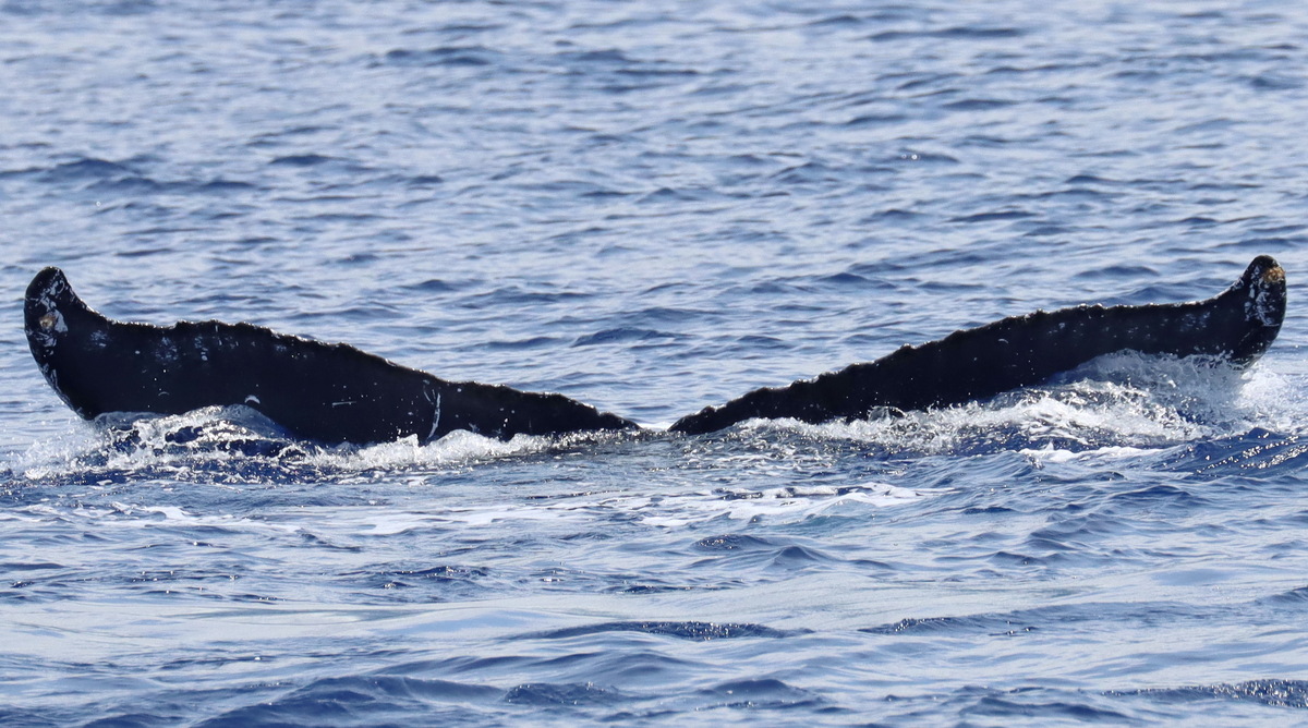 Fluke of PWF-NP_6501