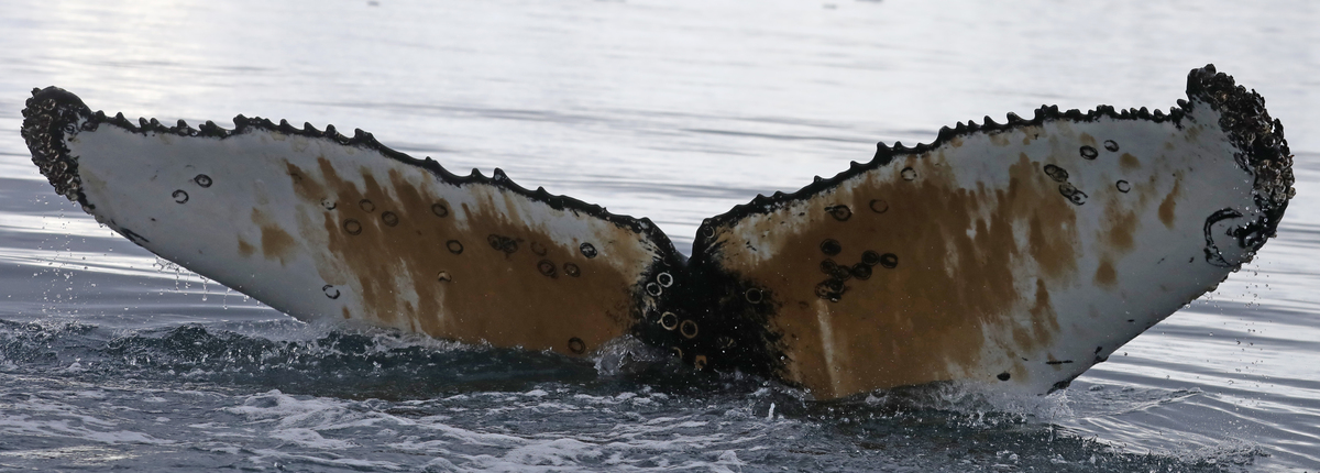 Fluke of Theodore (Antarctica)
