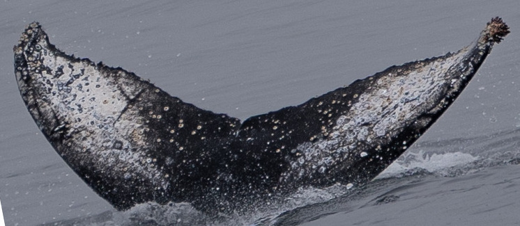 Fluke of Pula (California)