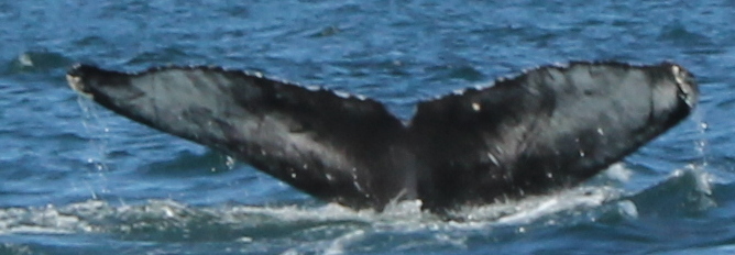 Fluke of CRC-21440