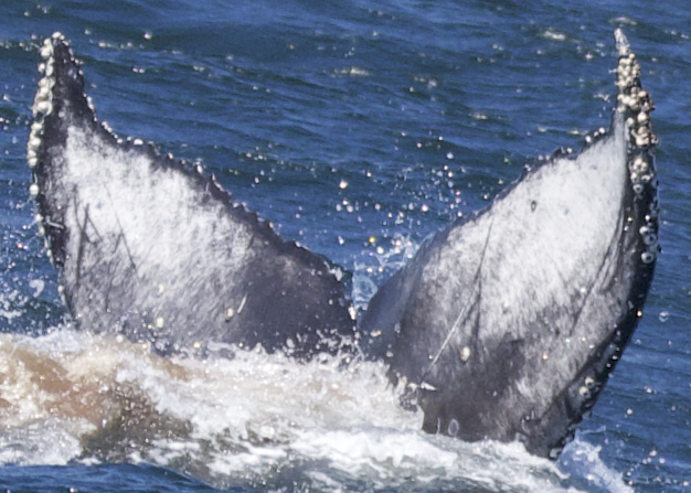 Fluke of CRC-21441