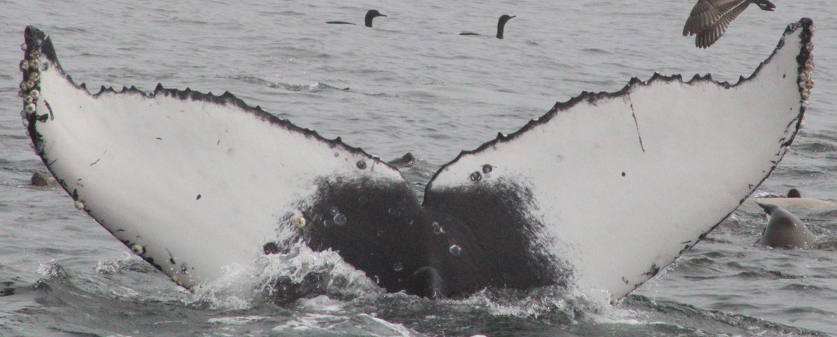 Fluke of CRC-21442