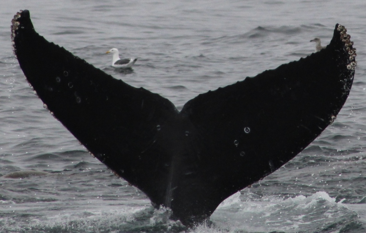 Fluke of CRC-21444
