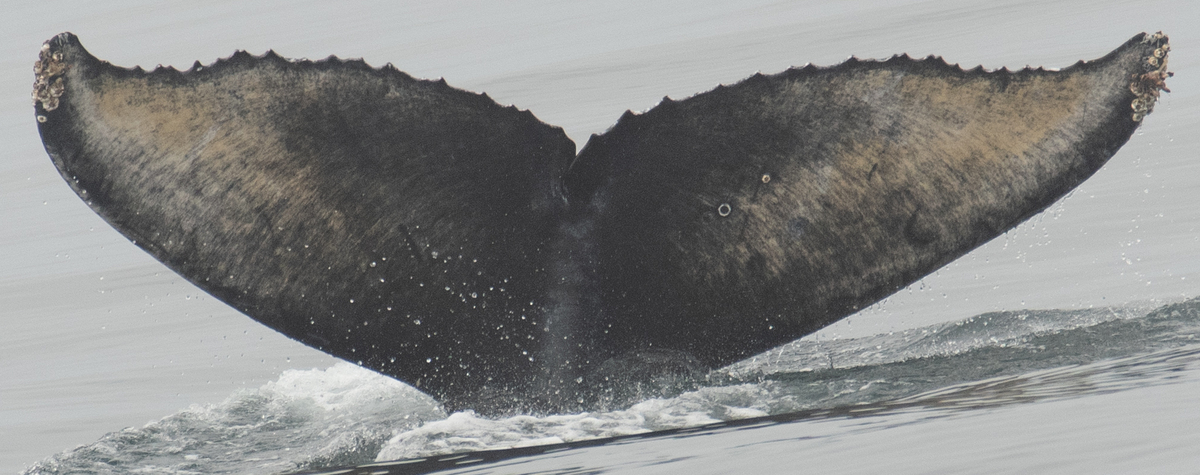 Fluke of 2021-2022 calf of CRC-15063