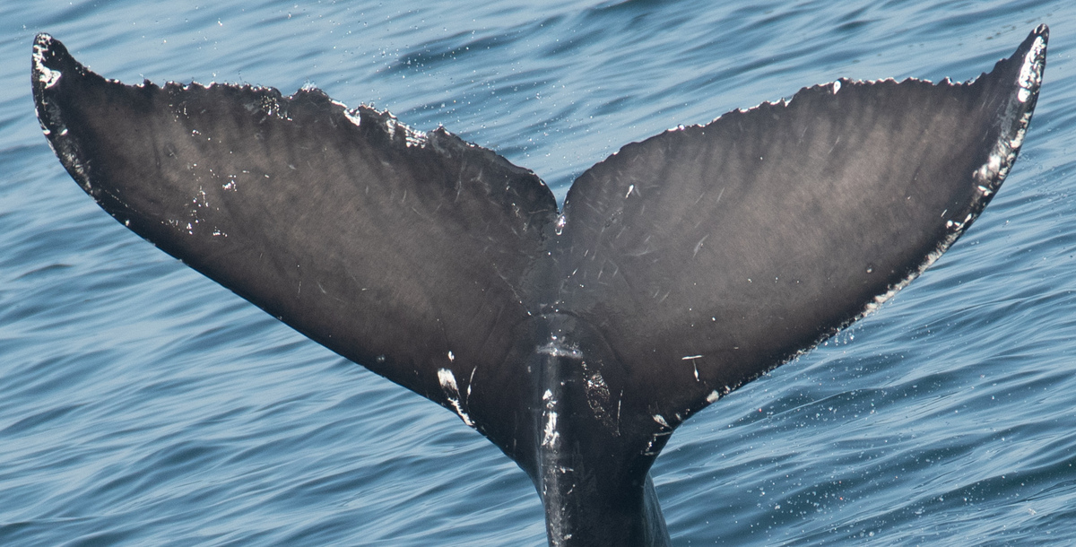 Fluke of CRC-21446