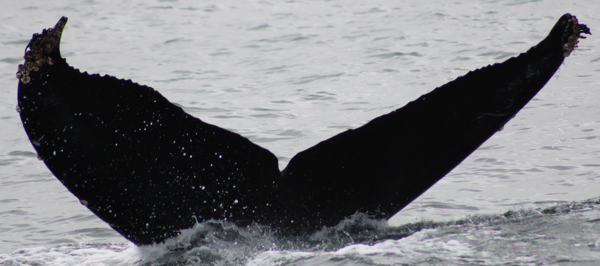 Fluke of CRC-21447