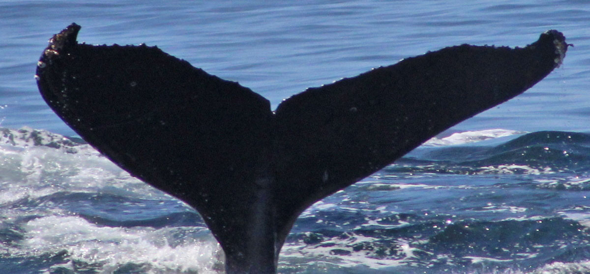 Fluke of CRC-21449
