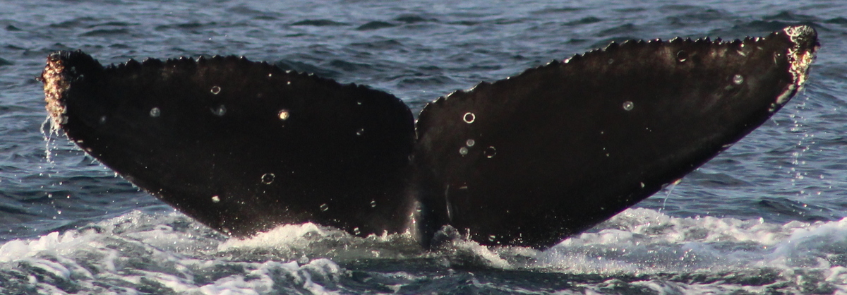 Fluke of CRC-21172