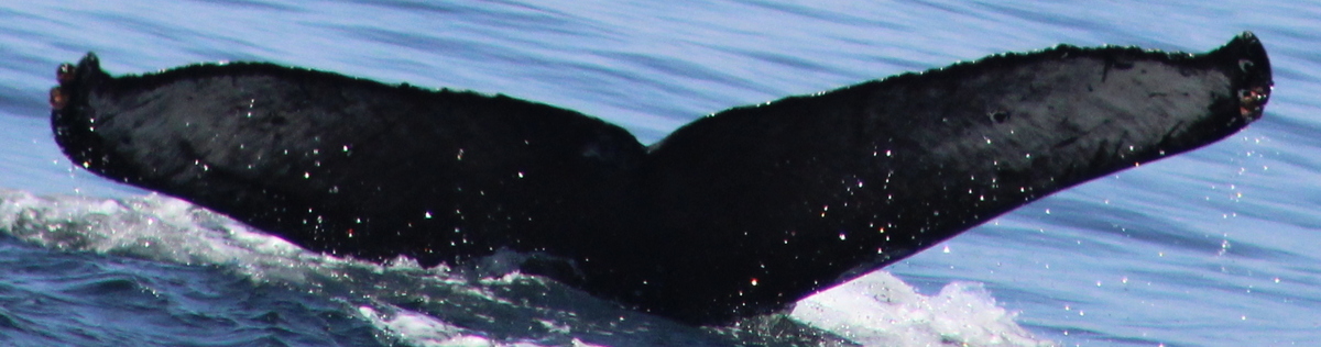 Fluke of CRC-21450