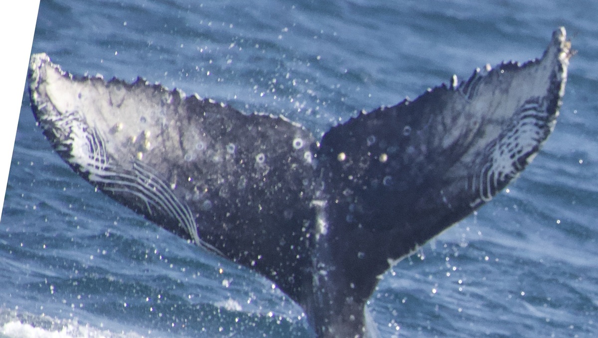 Fluke of CRC-21452