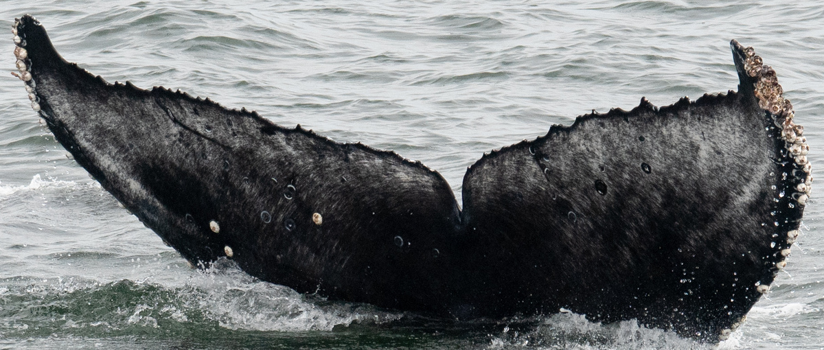 Fluke of Pinot (UCSC)