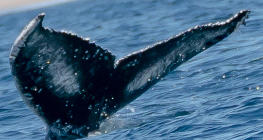 Fluke of CRC-21467