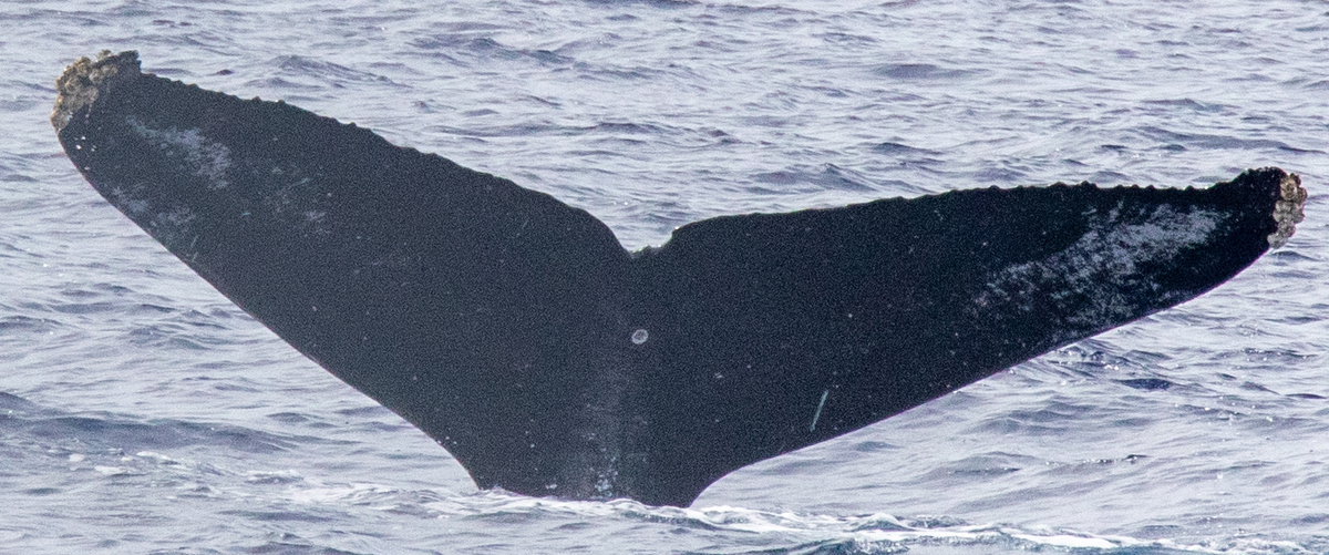 Fluke of HIHWNMS_2023-2-24_O08