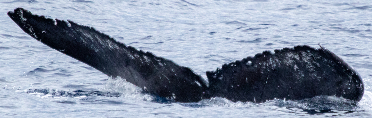 Fluke of HIHWNMS_2023-1-28_O10