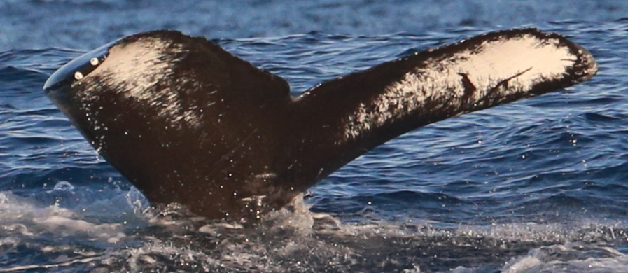 Fluke of HIHWNMS_2023-1-17_G04A09