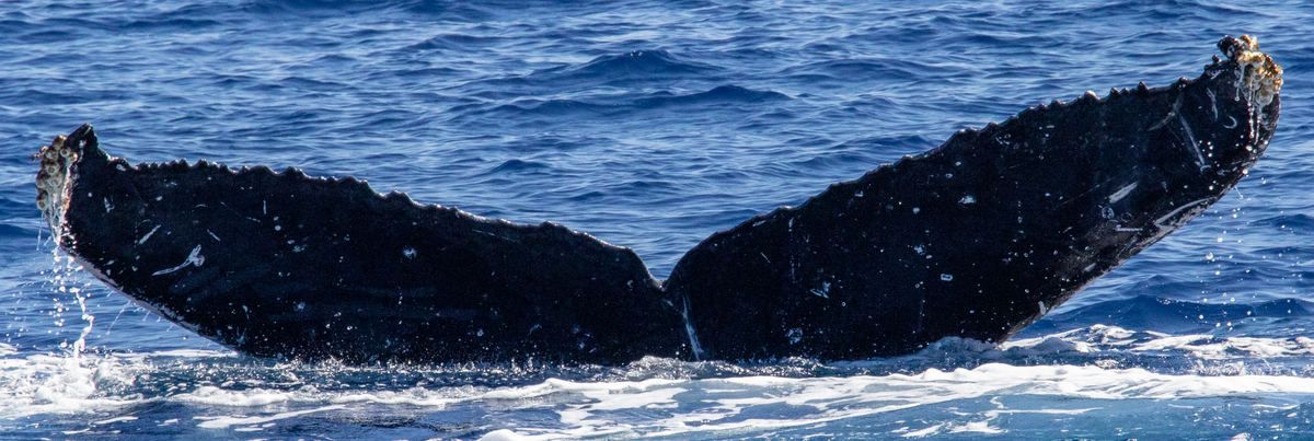 Fluke of HIHWNMS-2023-1-12_G03A02