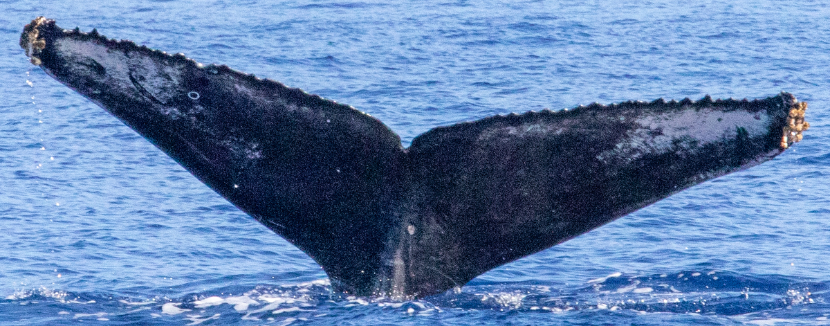 Fluke of HIHWNMS-2023-1-12_G02AO01