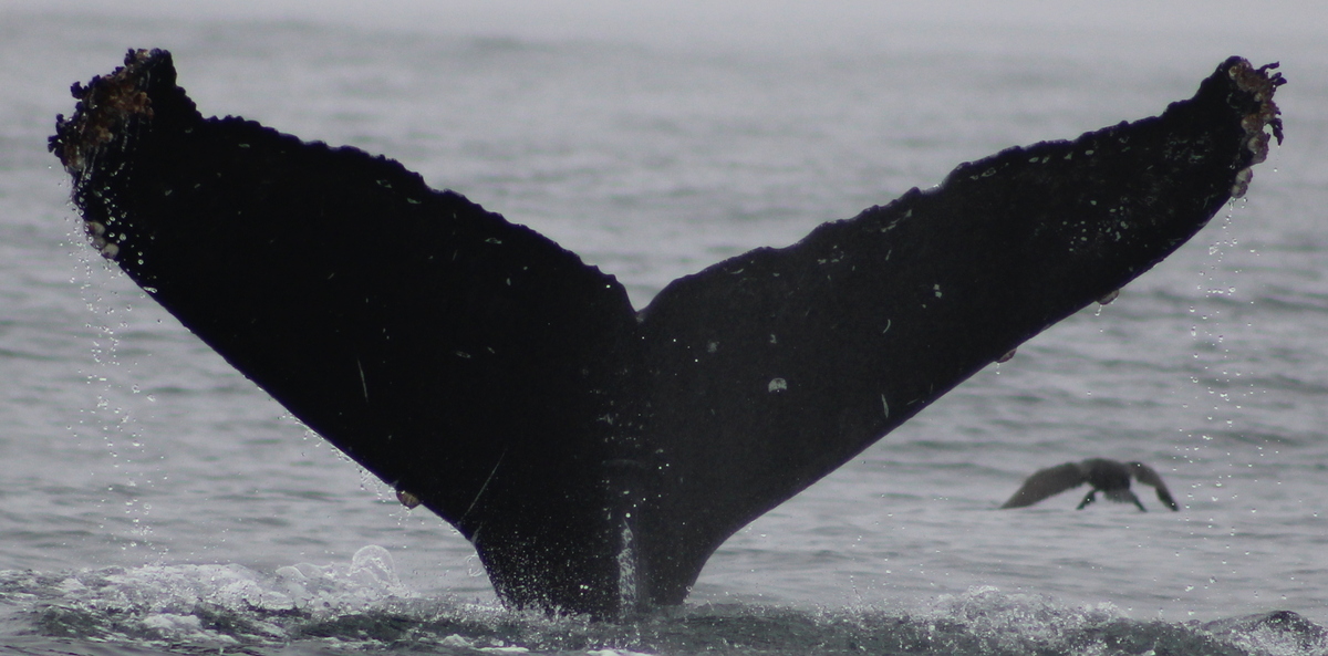 Fluke of CRC-21478