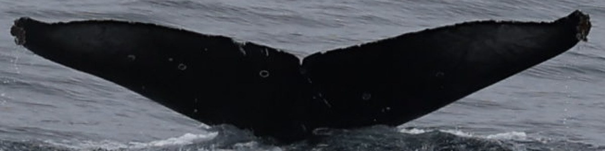 Fluke of CRC-21481