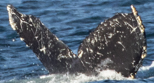 Fluke of CRC-21485
